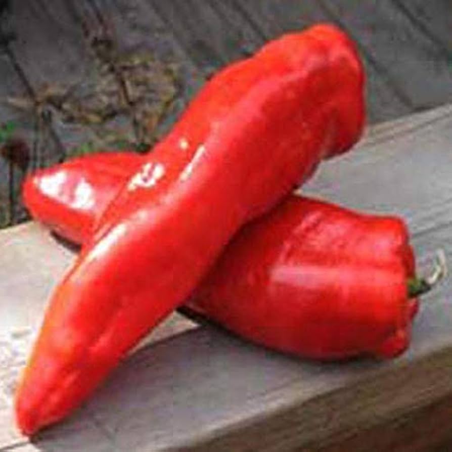 Marconi (red pepper Capsicum annuum heirloom vegetable) for planting in garden